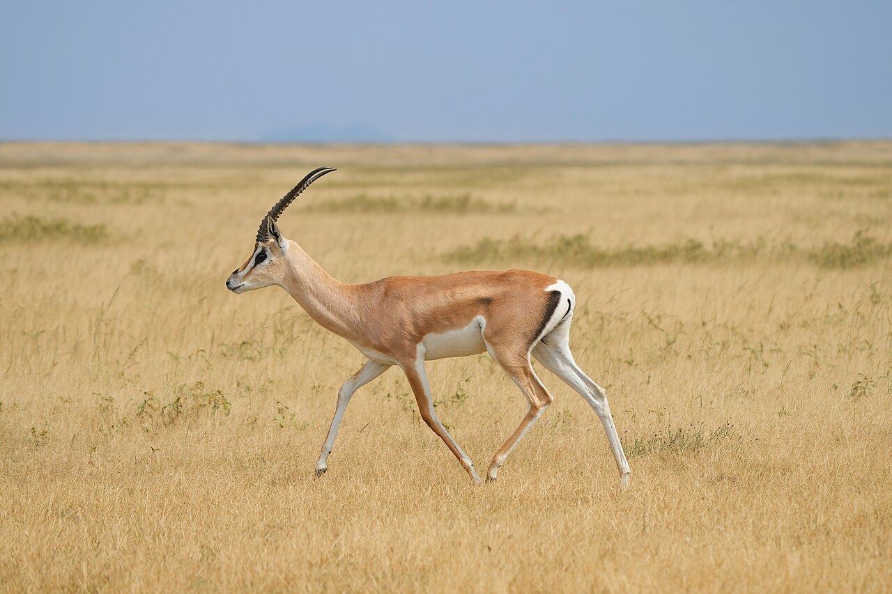 Animal Park