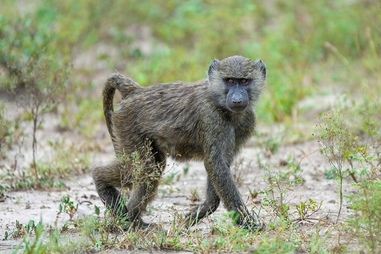 Animal Park
