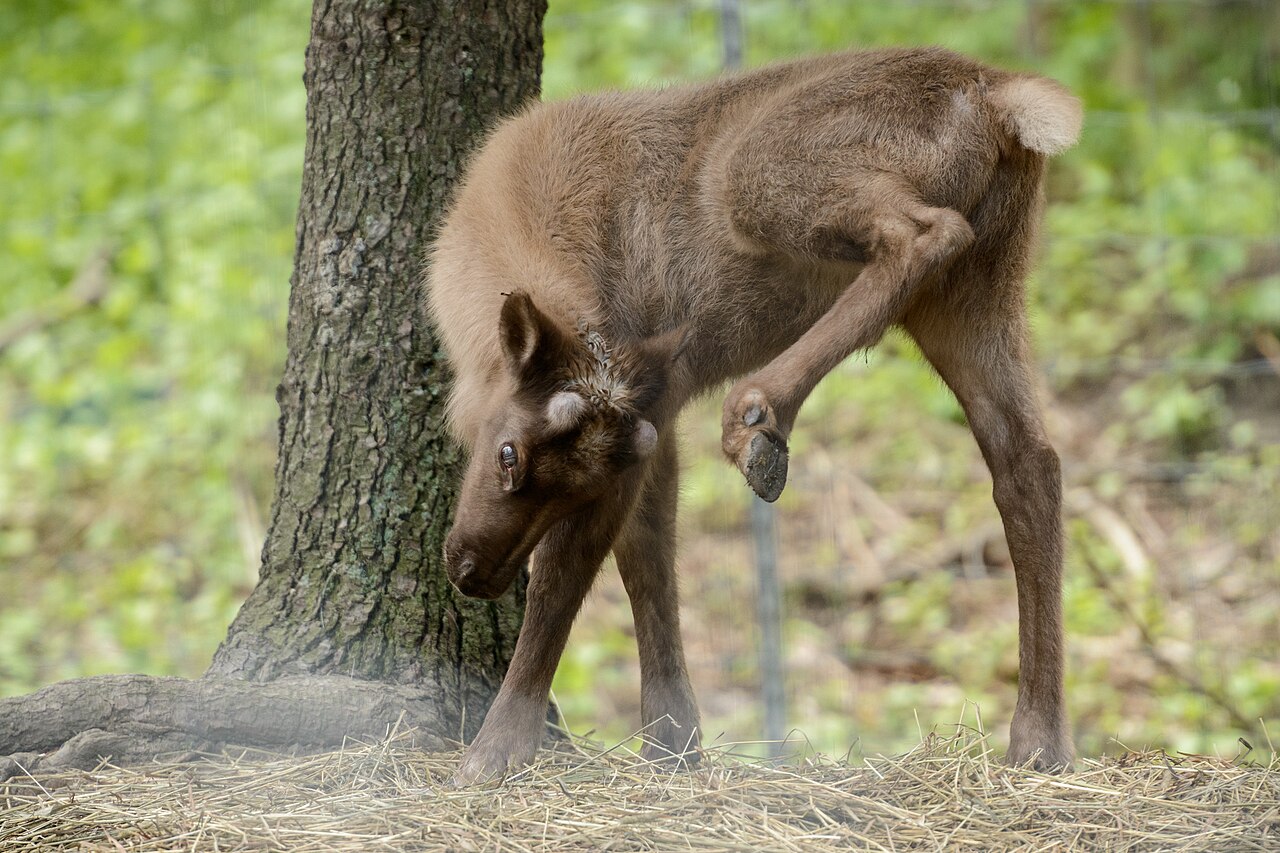 Baby Reindeer