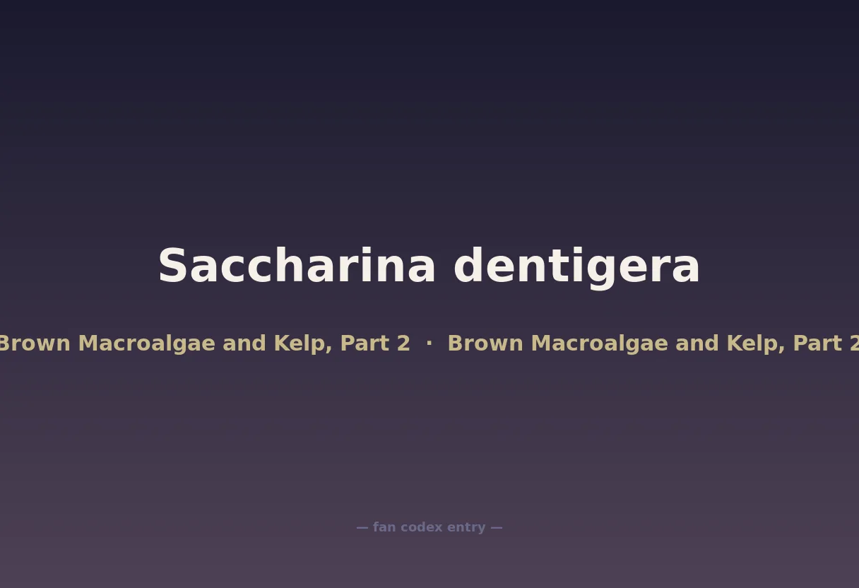 Saccharina dentigera