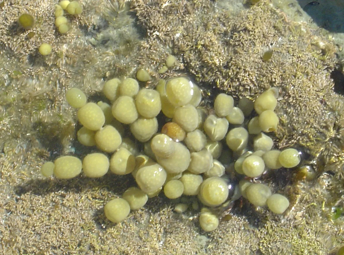 Hormosira