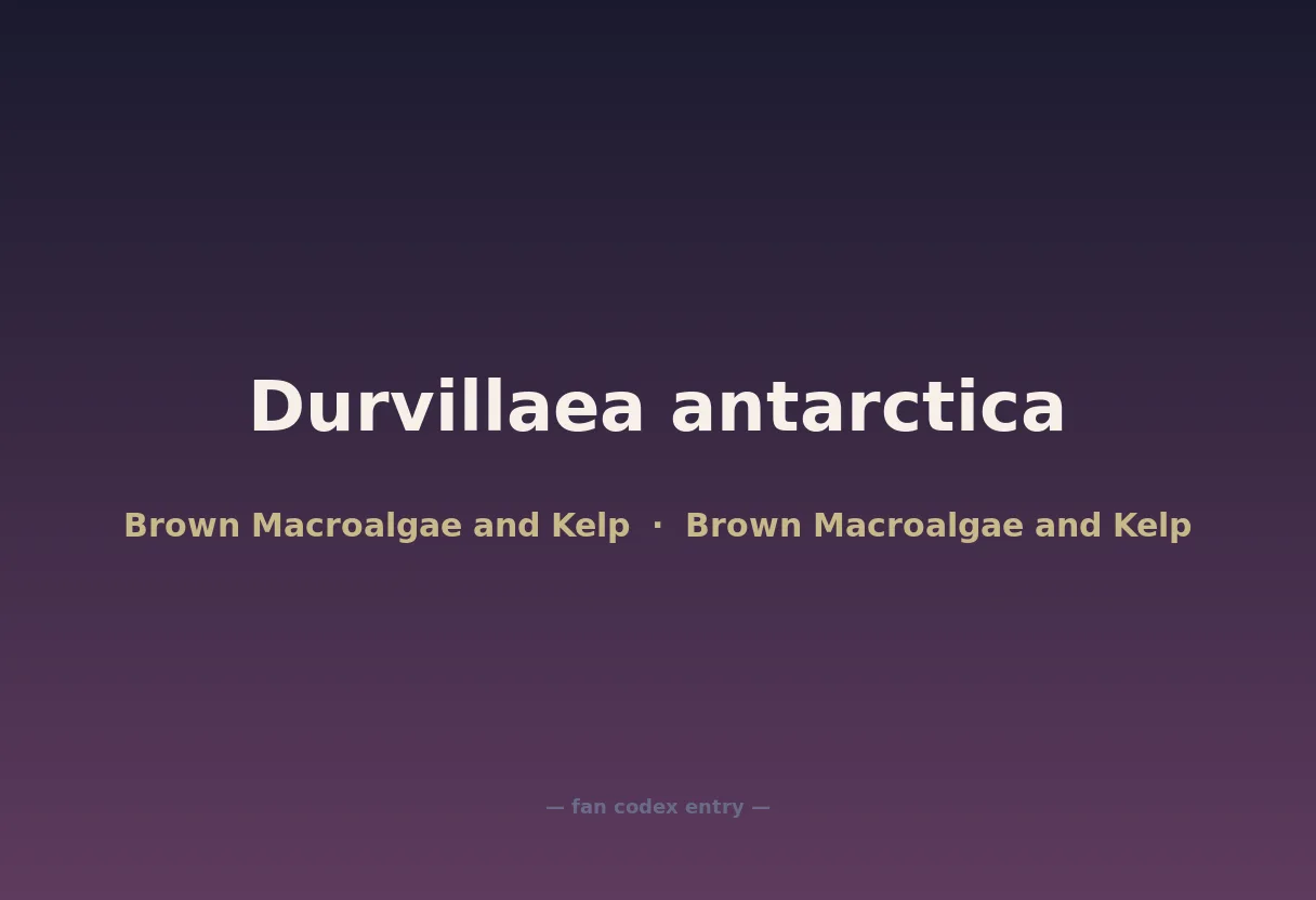Durvillaea antarctica