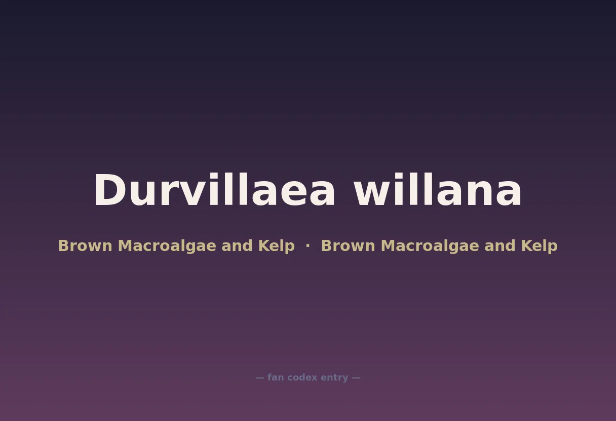 Durvillaea willana