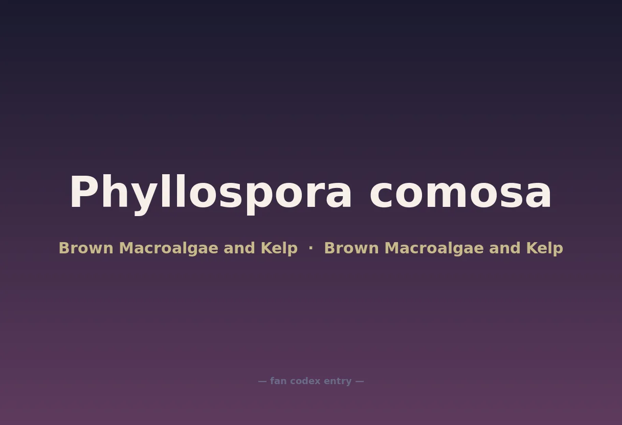 Phyllospora comosa