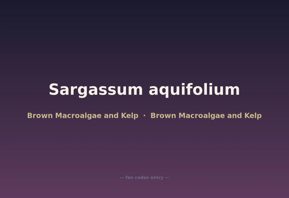 Sargassum aquifolium