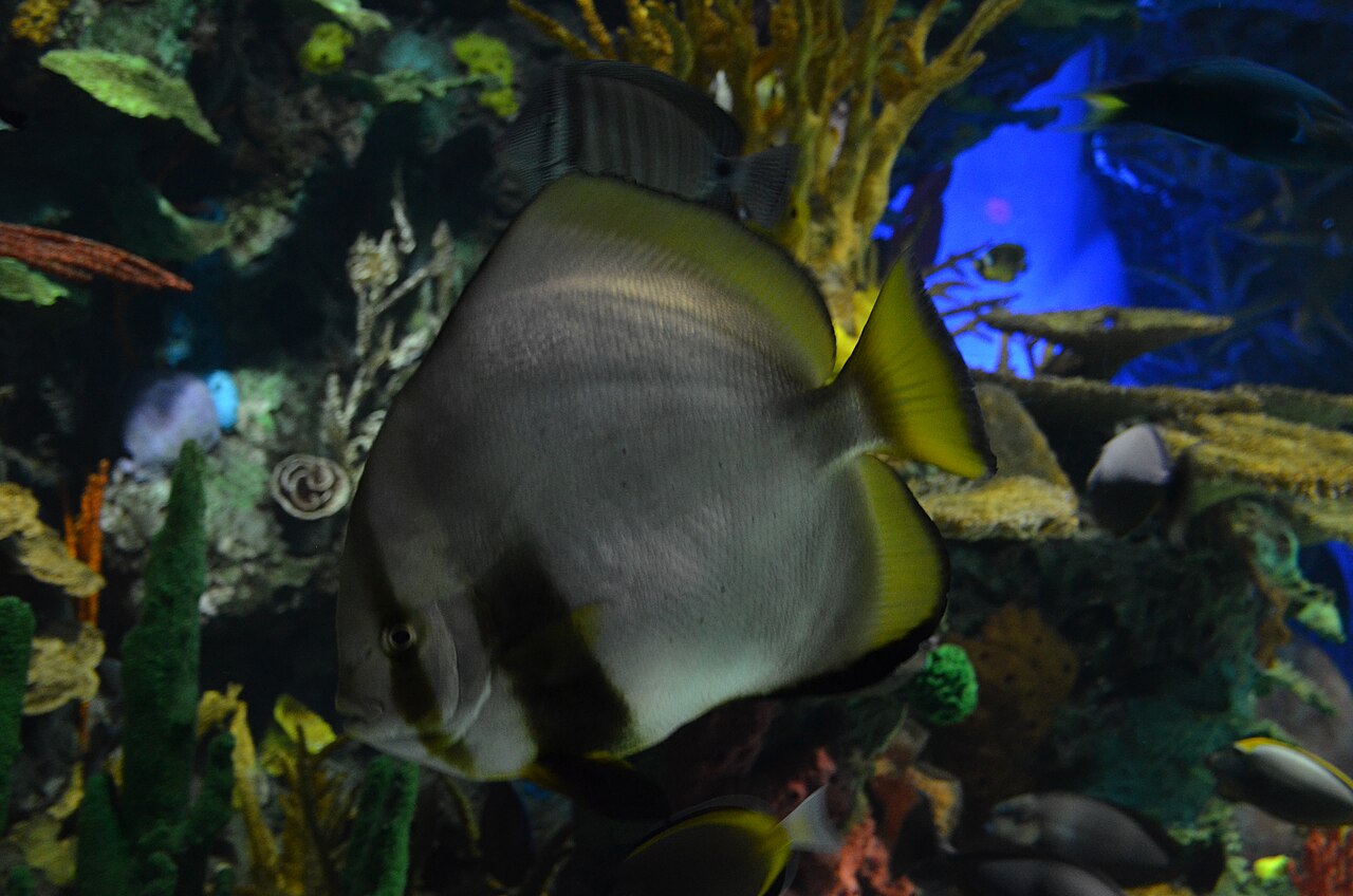 Indian butterflyfish