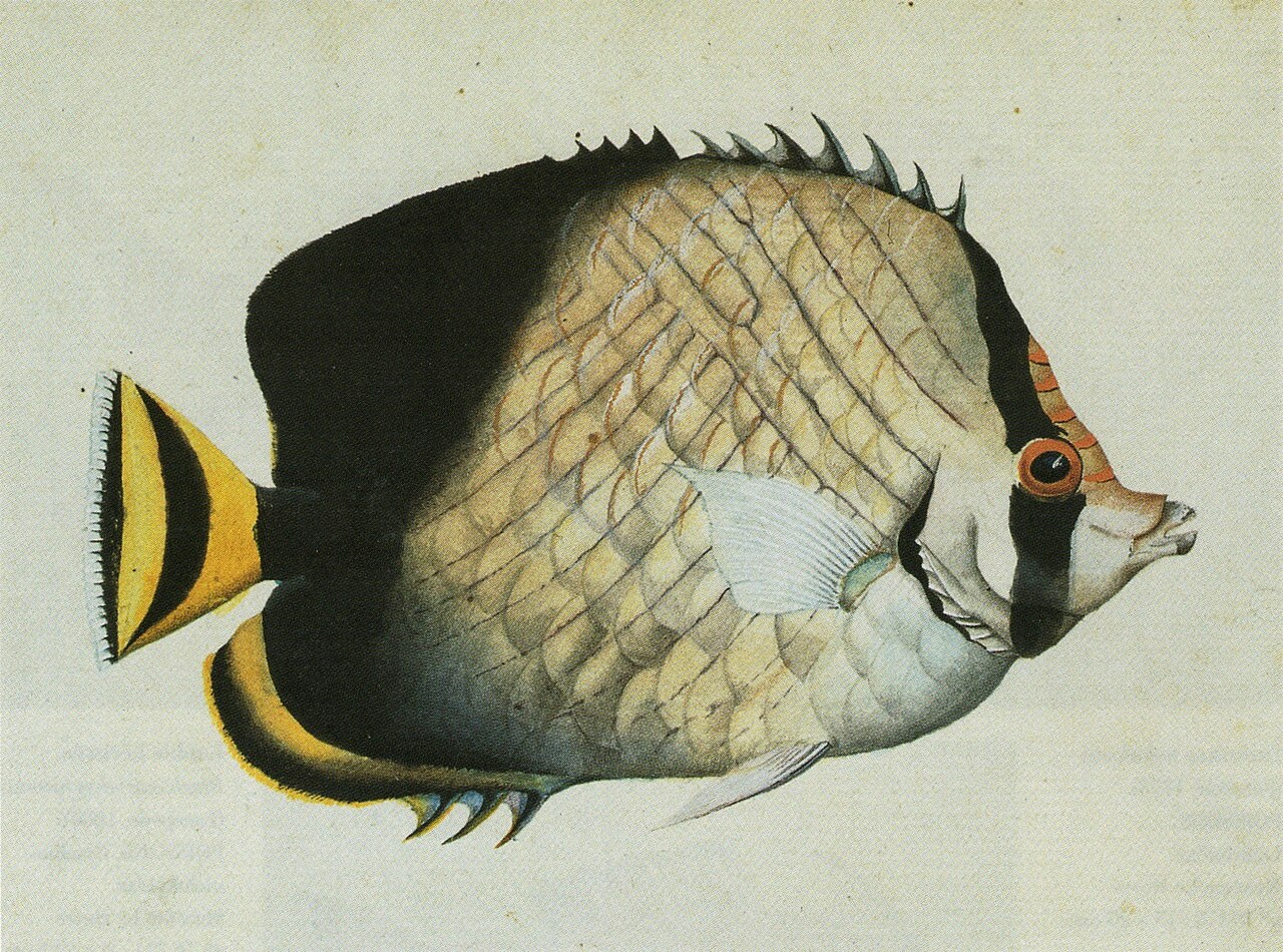 Indian butterflyfish