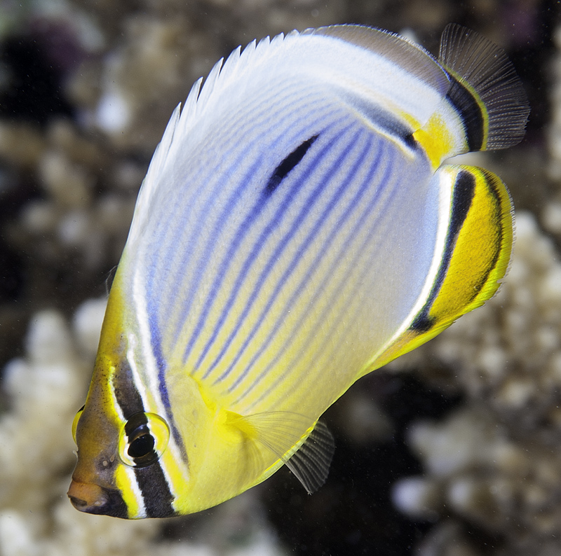 Indian butterflyfish