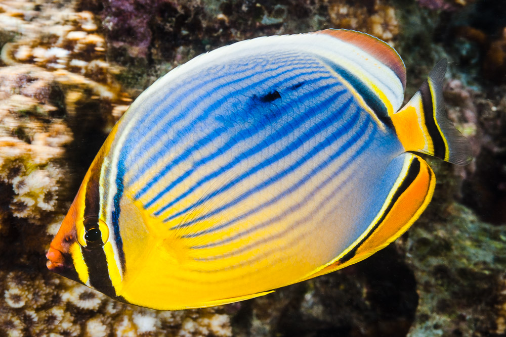 Indian butterflyfish