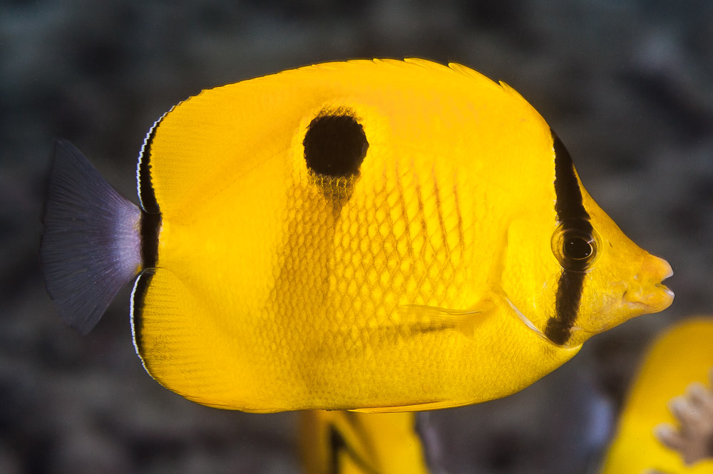 Indian butterflyfish