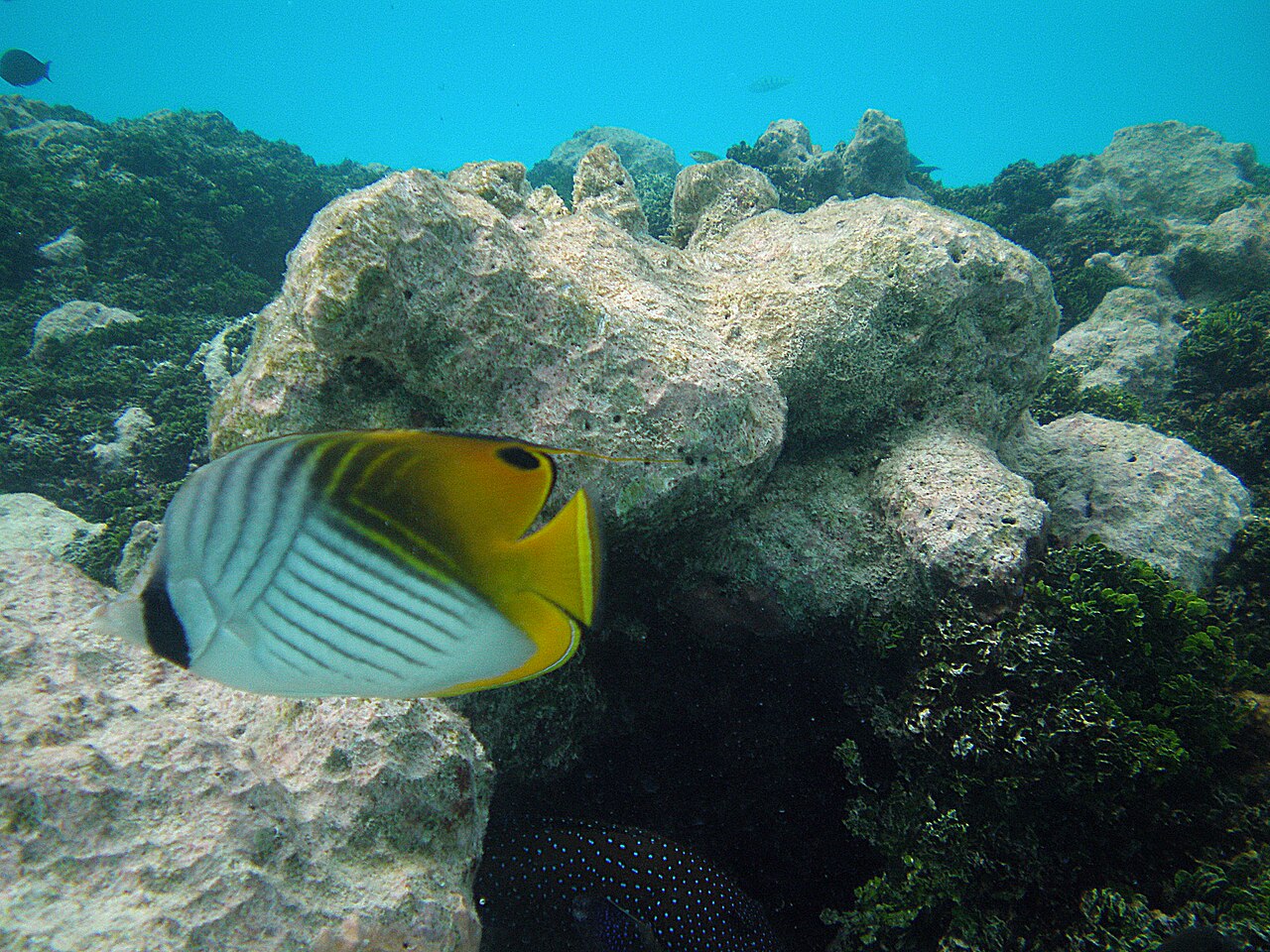 Indian butterflyfish