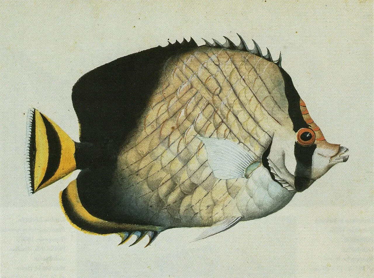 Indian vagabond butterflyfish
