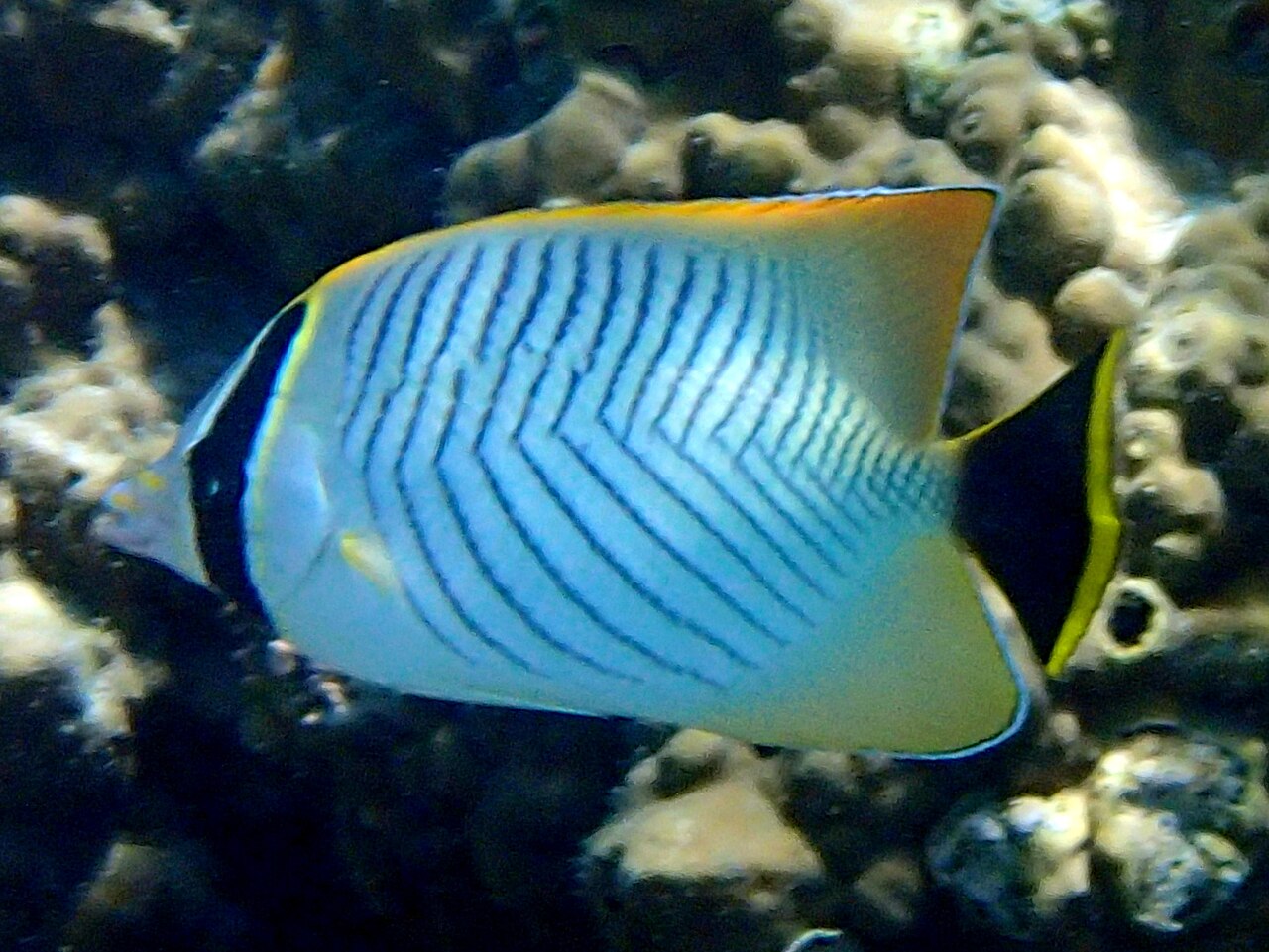 Lined butterflyfish