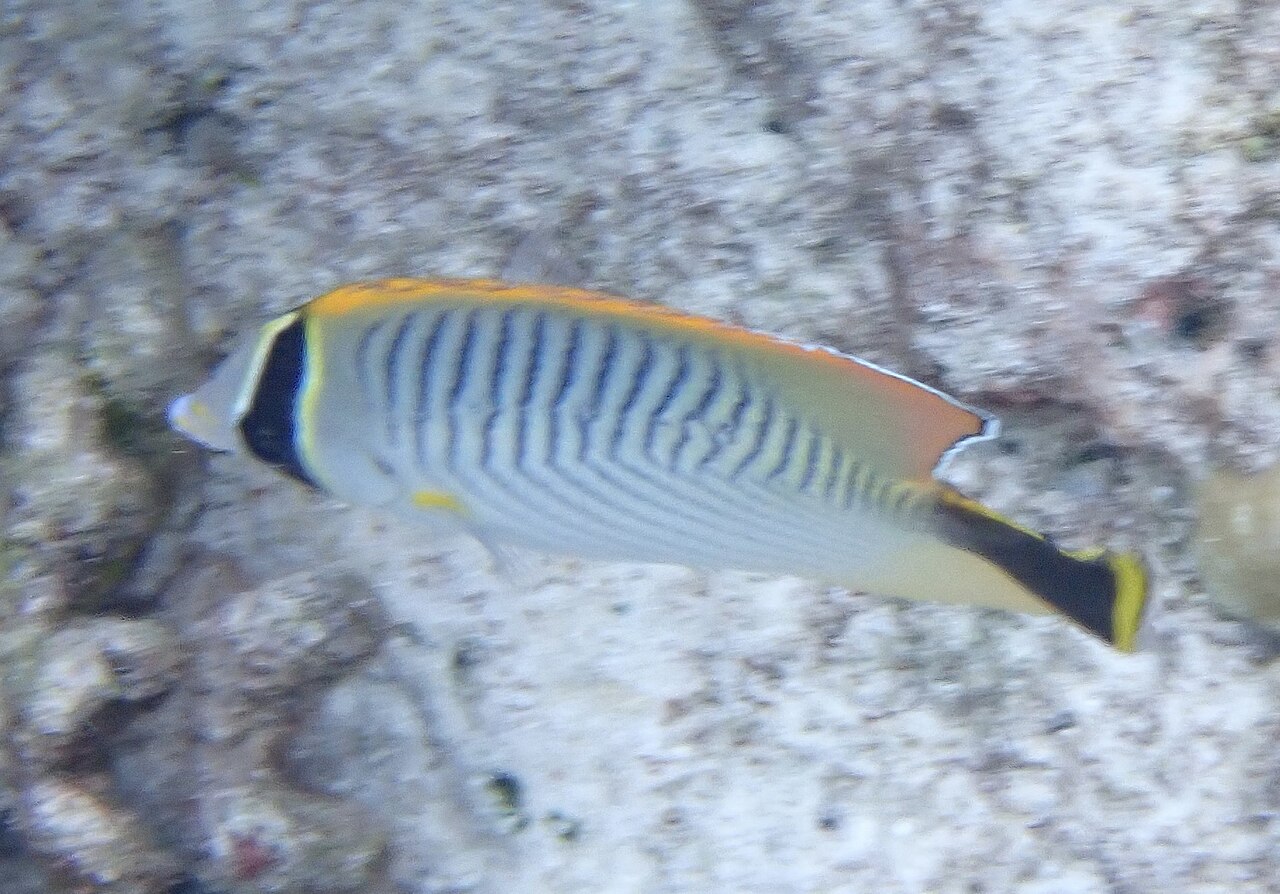 Lined butterflyfish