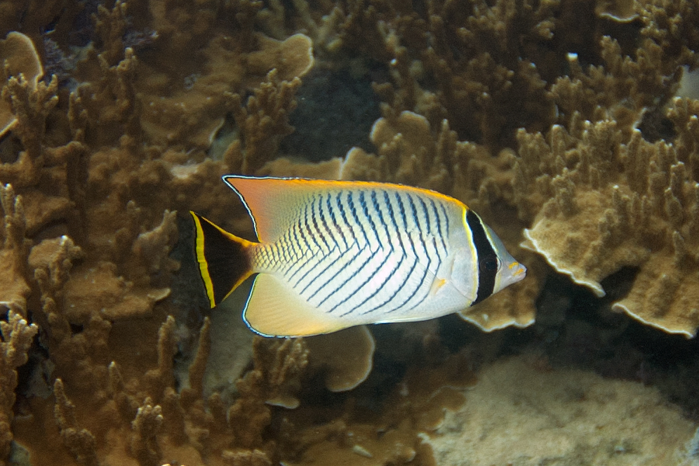 Lined butterflyfish