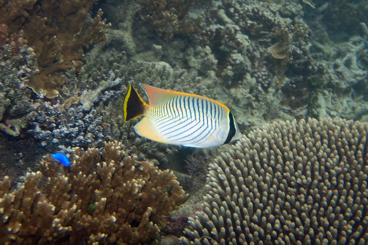 Lined butterflyfish