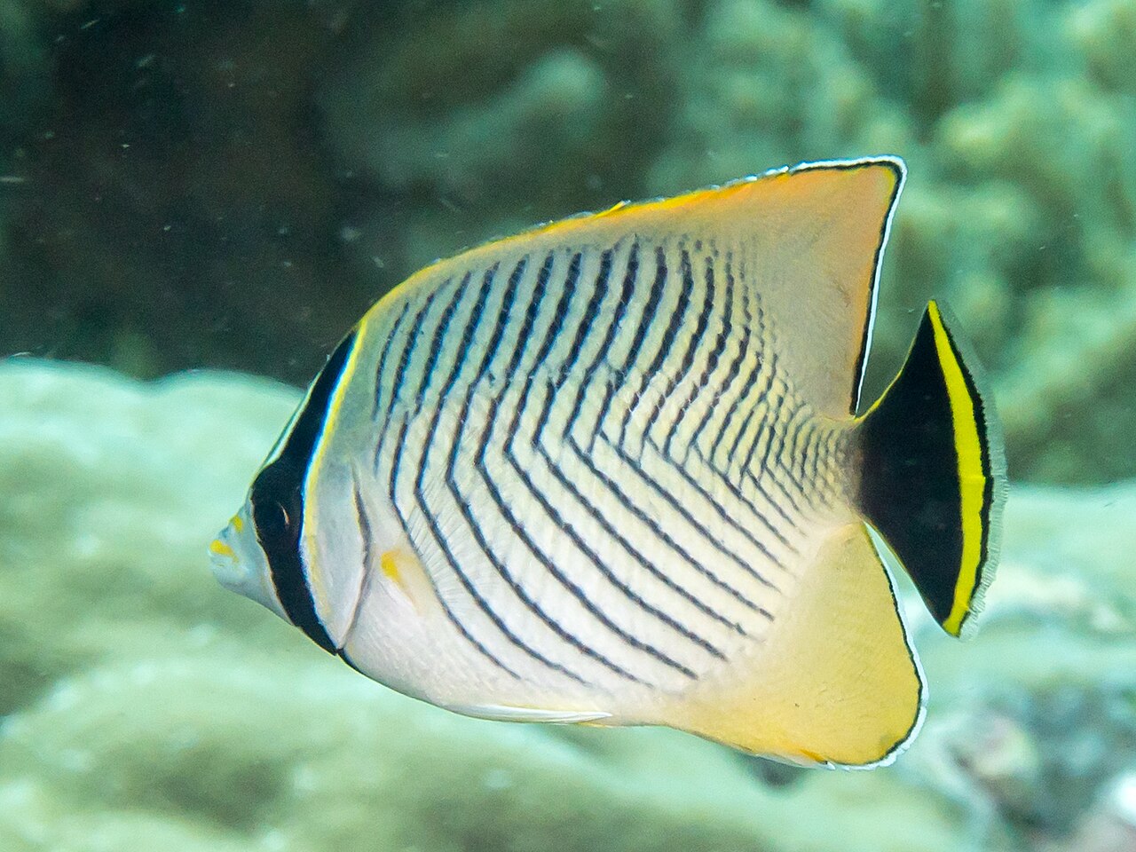 Lined butterflyfish