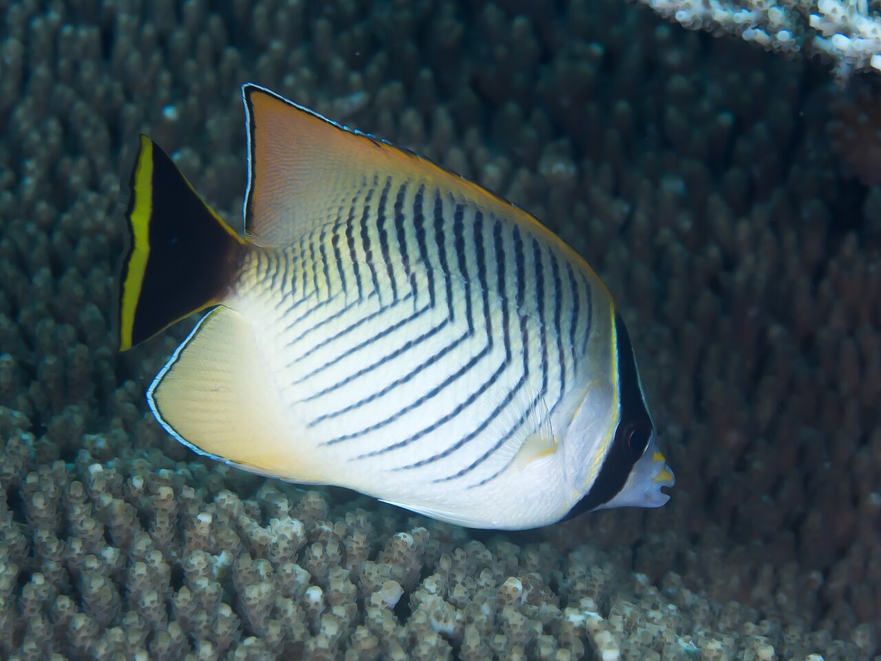 Lined butterflyfish