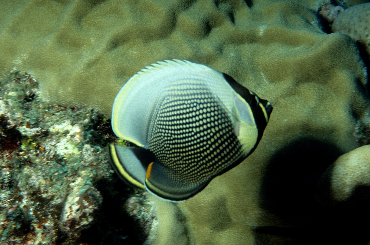 Mailed butterflyfish