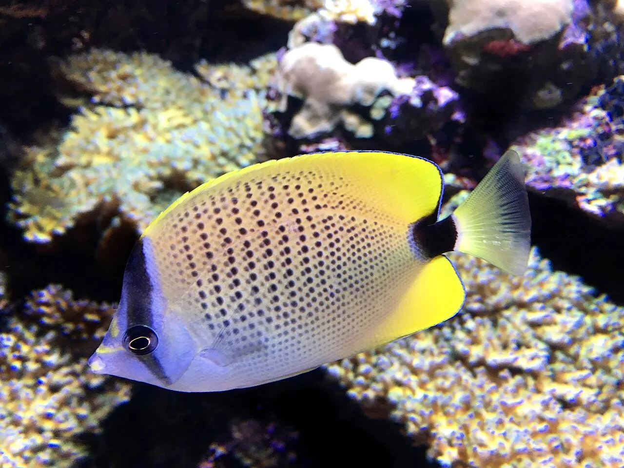 Mailed butterflyfish