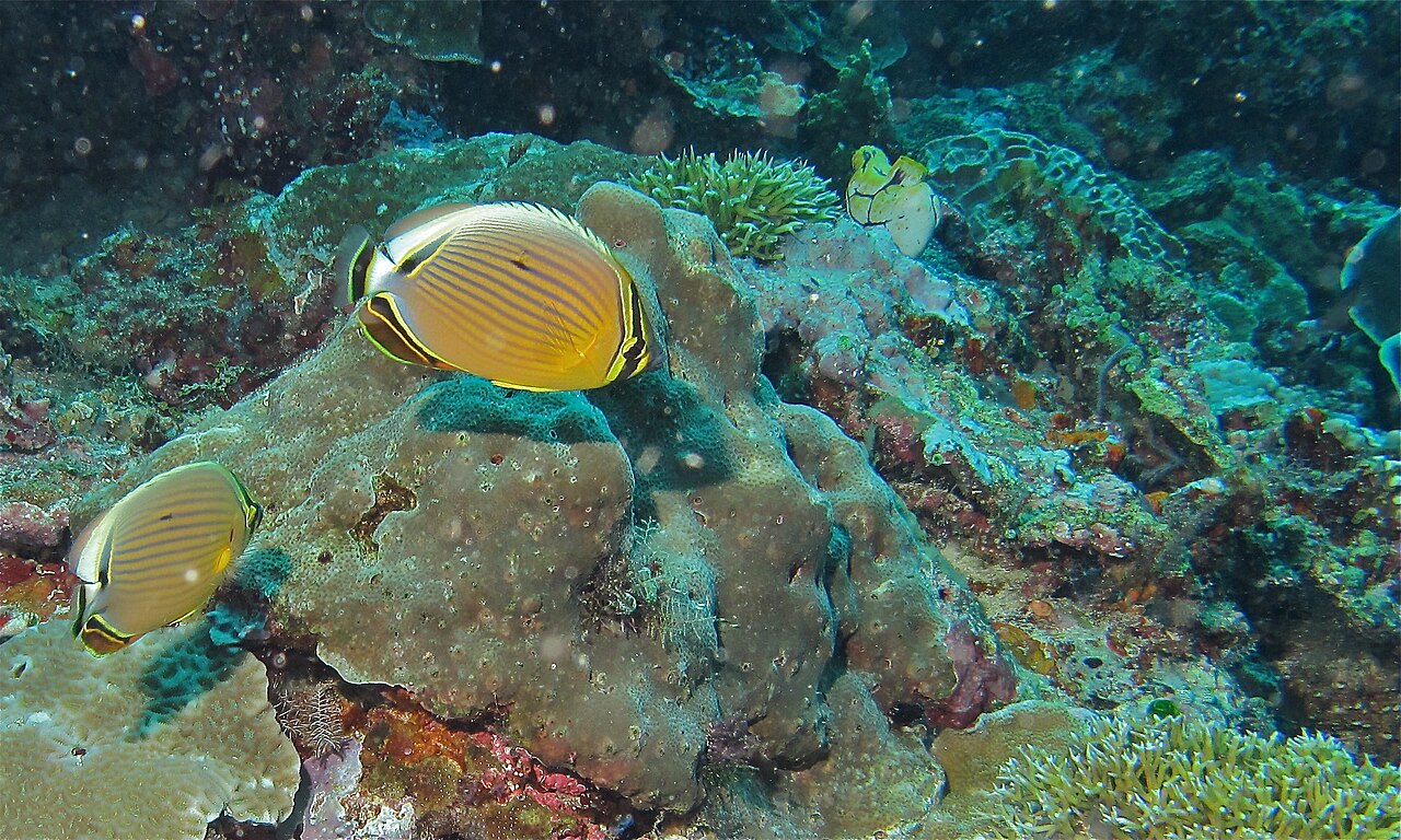 Melon butterflyfish