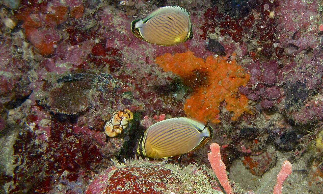 Melon butterflyfish
