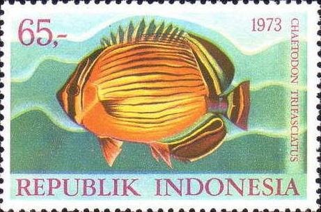 Melon butterflyfish