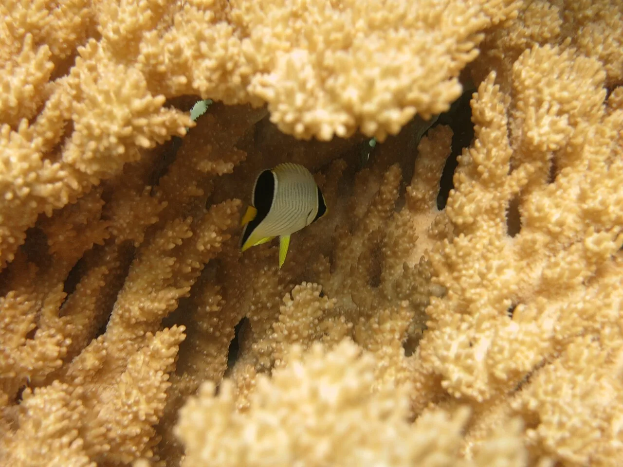 Melon butterflyfish
