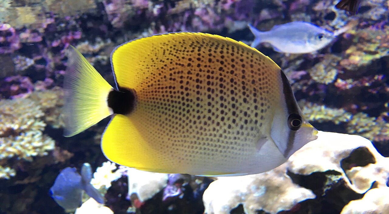 Millet butterflyfish