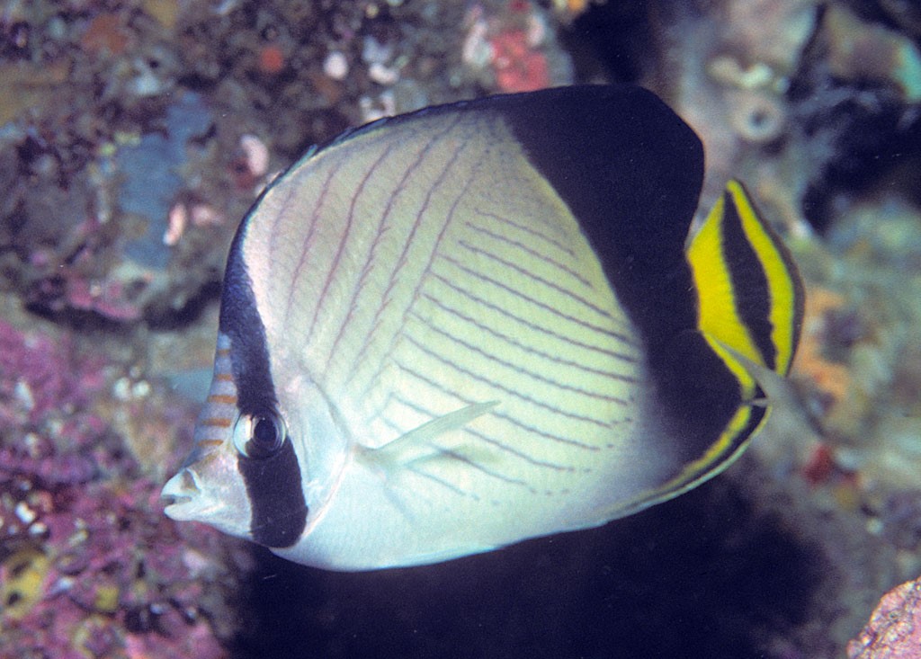 Mirror butterflyfish