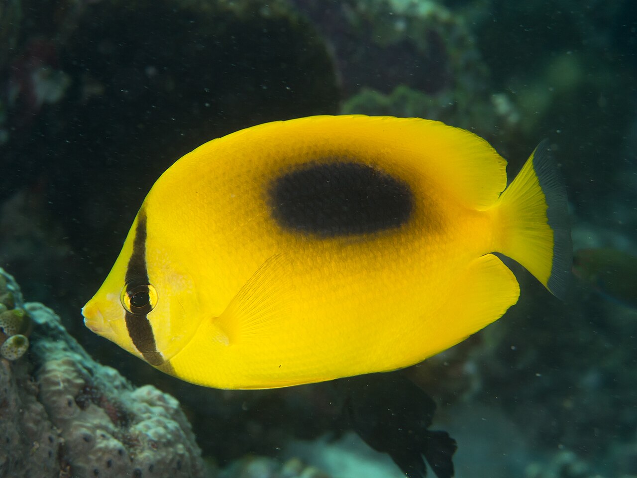 Mirror butterflyfish