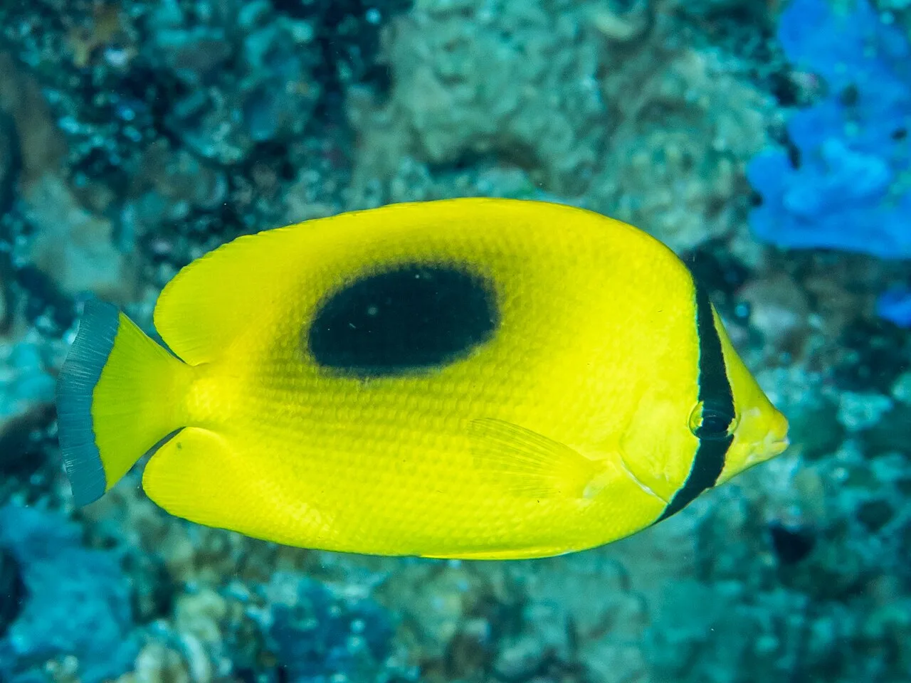 Mirror butterflyfish