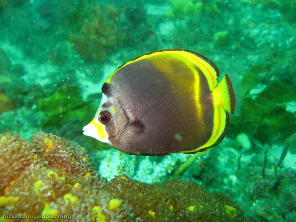 Black butterflyfish