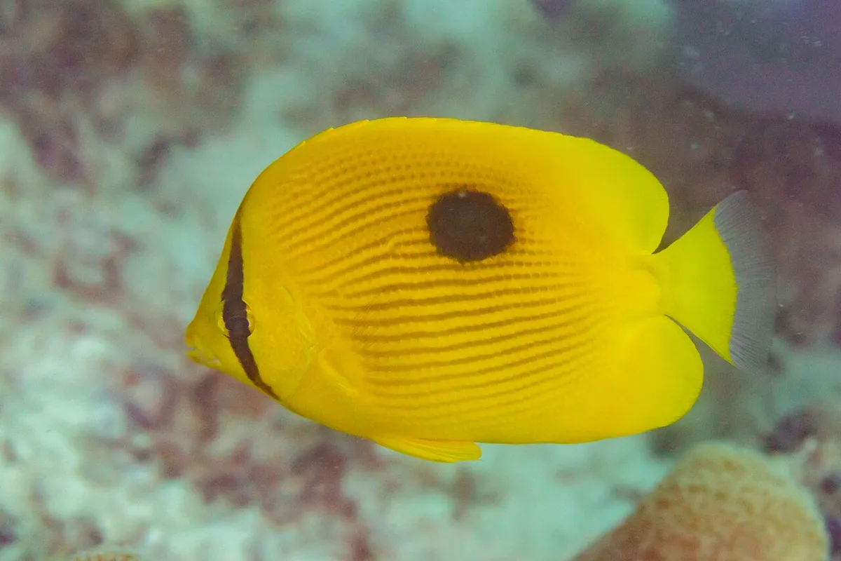 Chaetodon zanzibarensis