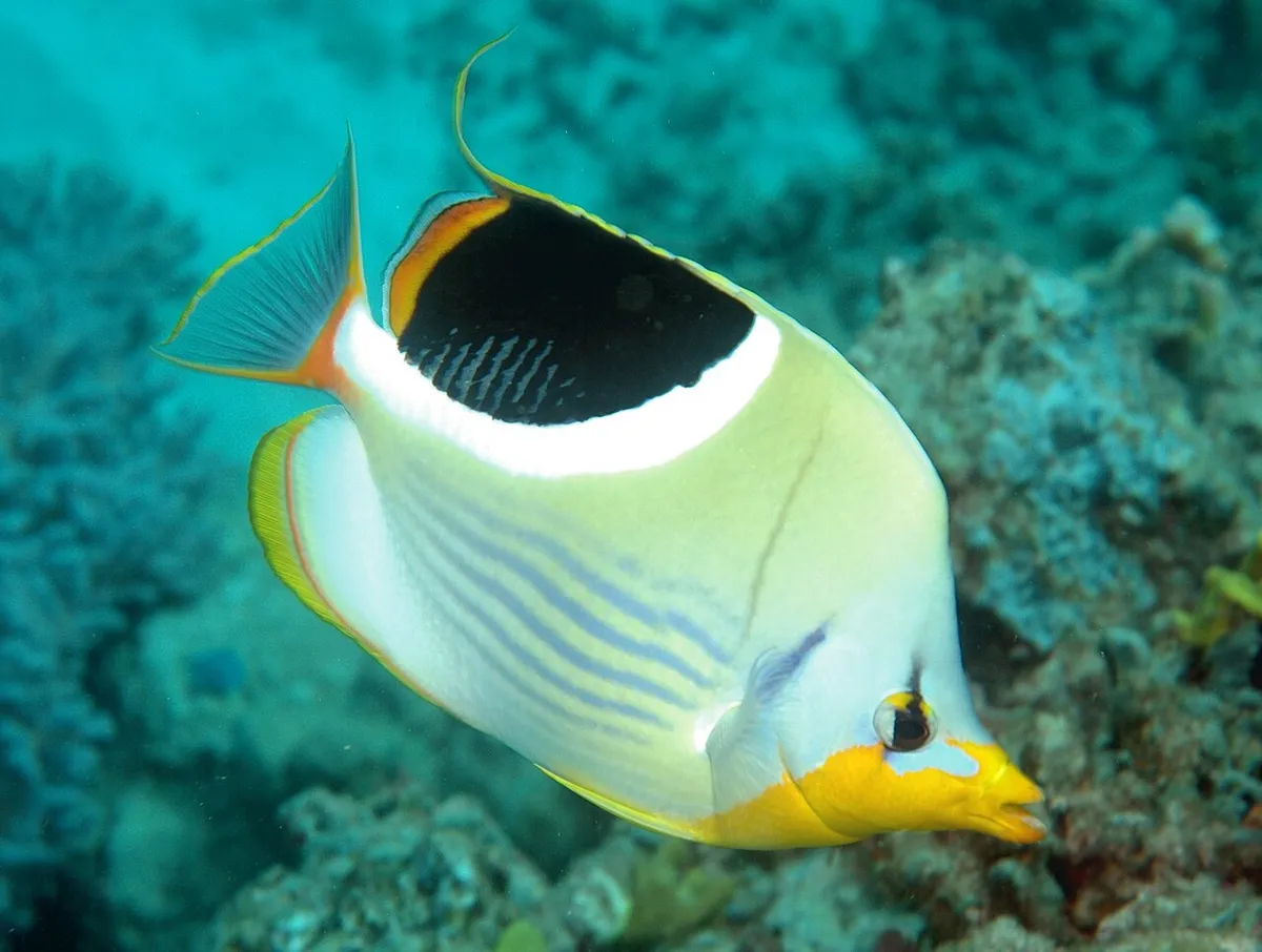 Saddle butterflyfish