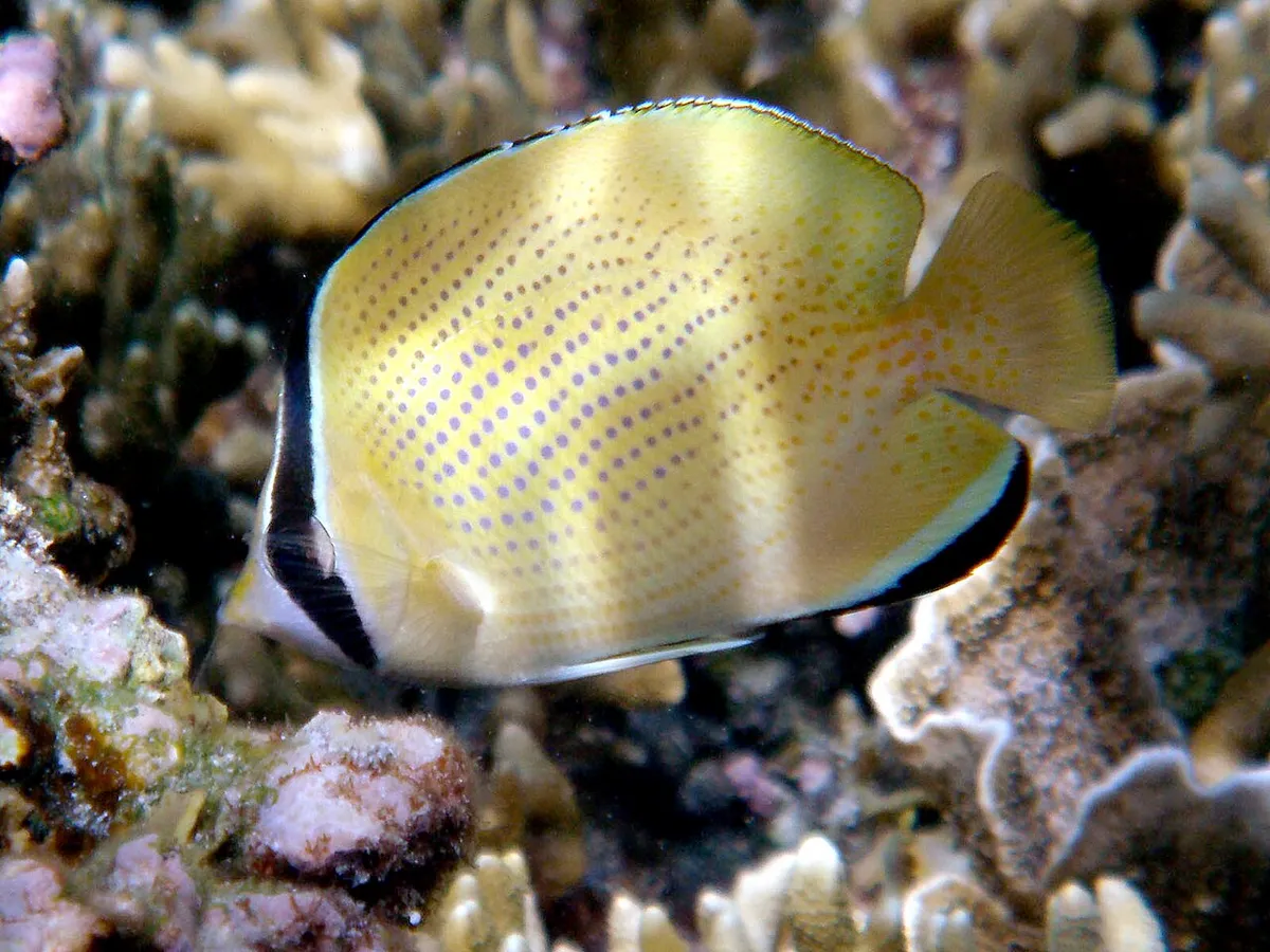 Speckled butterflyfish