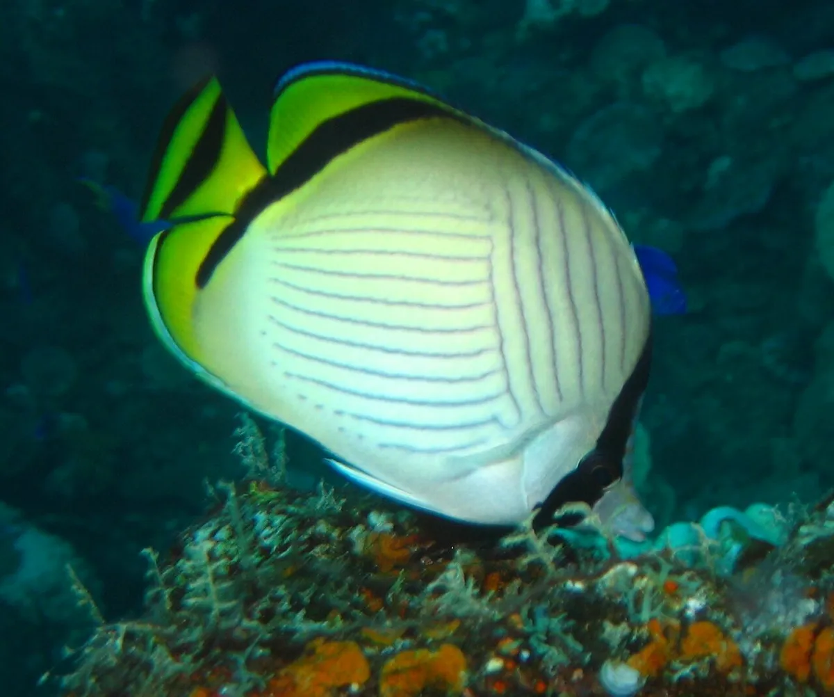 Vagabond butterflyfish