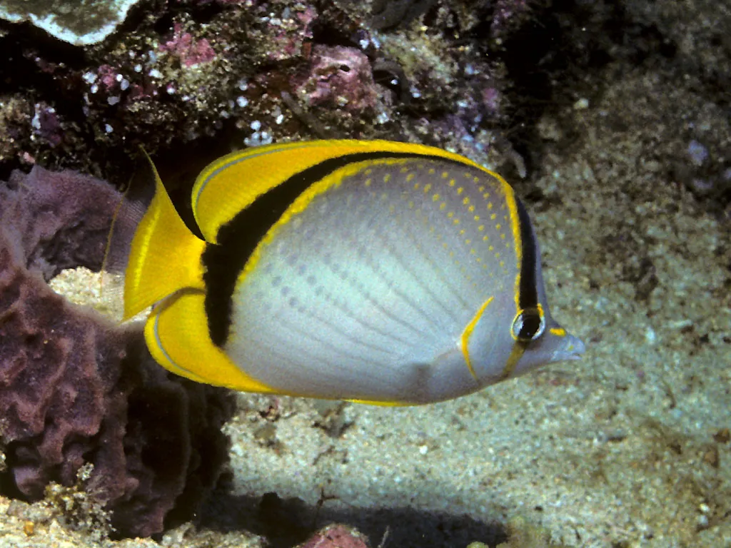 Yellow-dotted butterflyfish