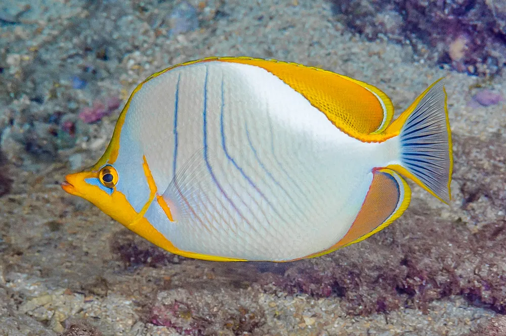 Yellowhead butterflyfish