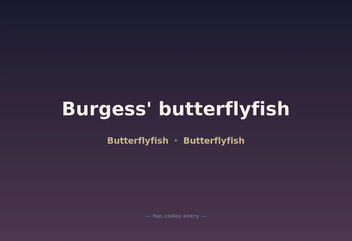 Burgess' butterflyfish