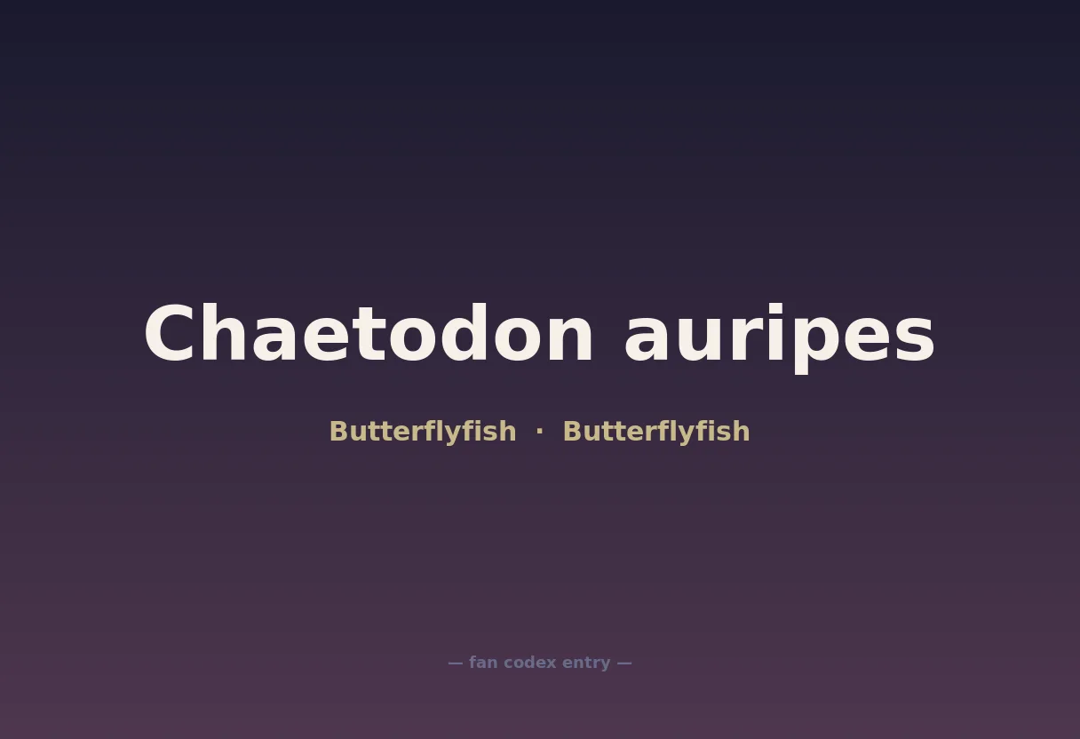 Chaetodon auripes