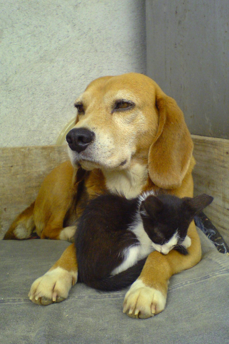 Kitty Cats