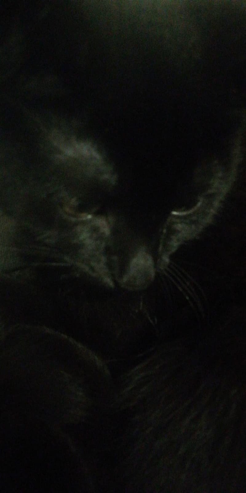 Kitty Cats