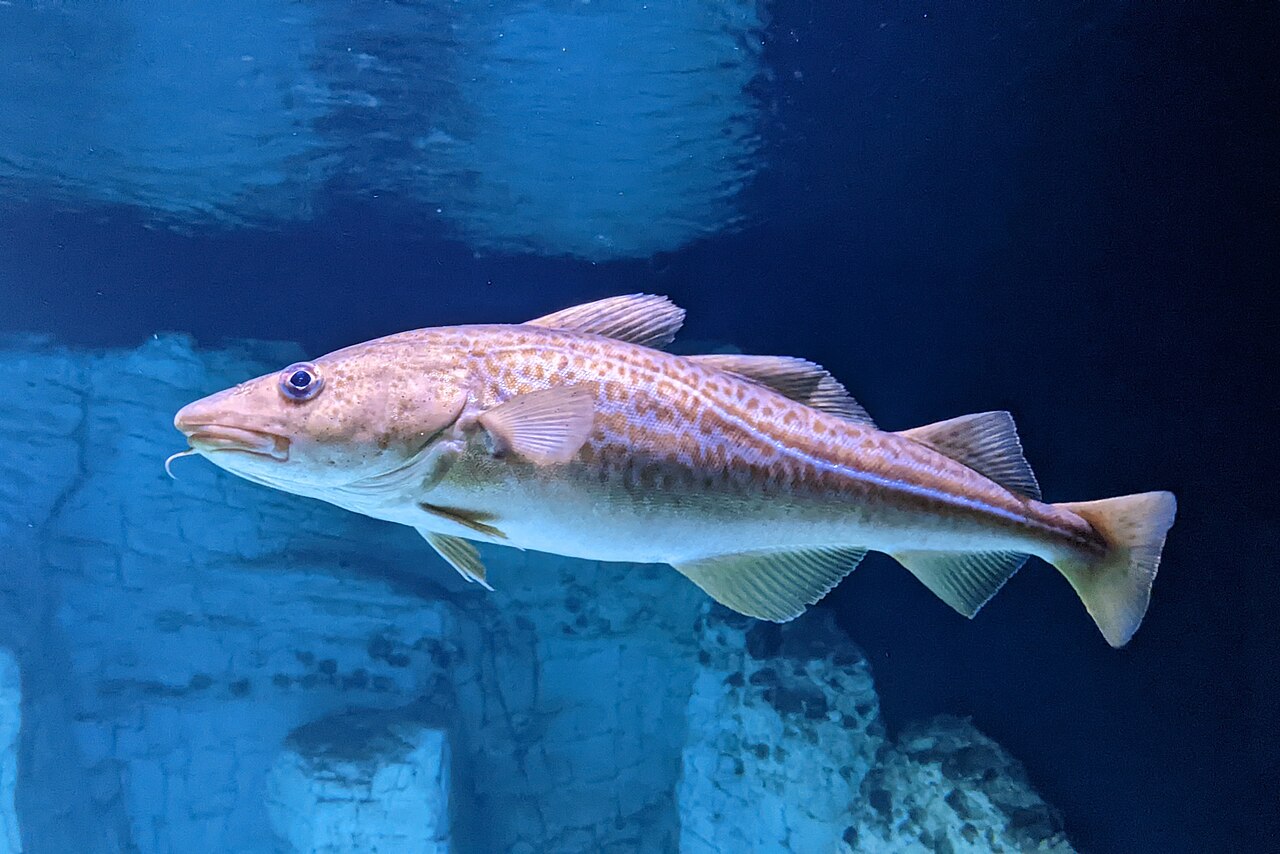 Atlantic cod