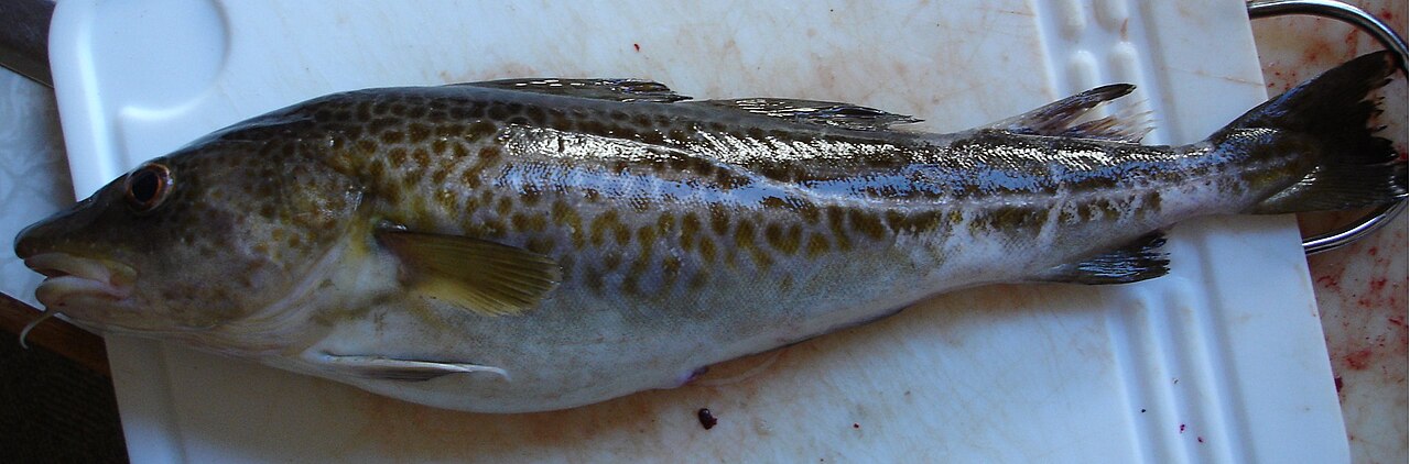 Atlantic cod