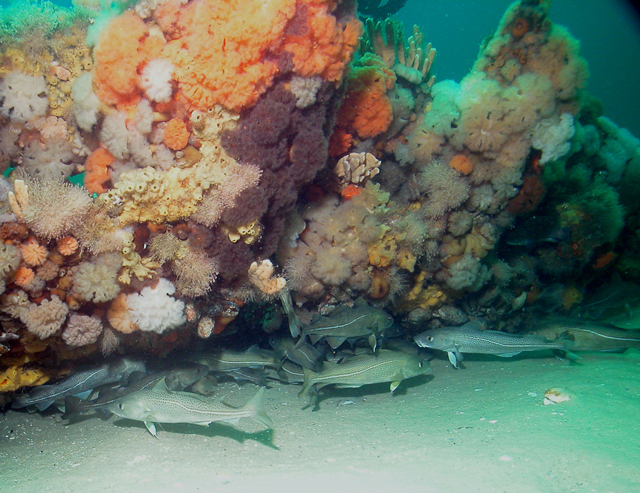 Atlantic cod