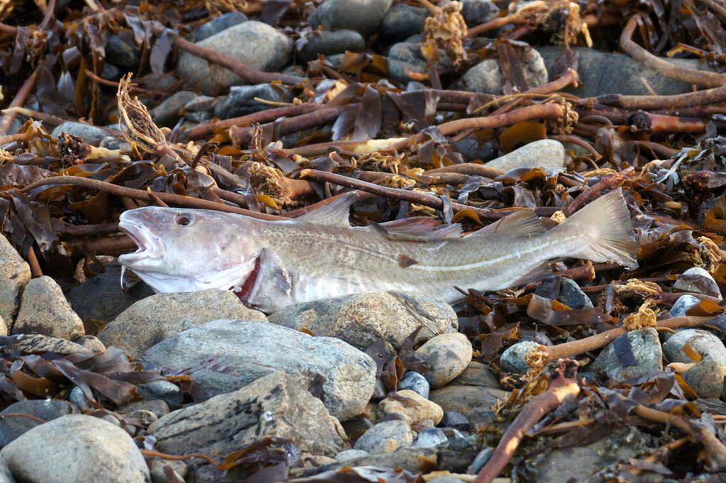 Atlantic cod