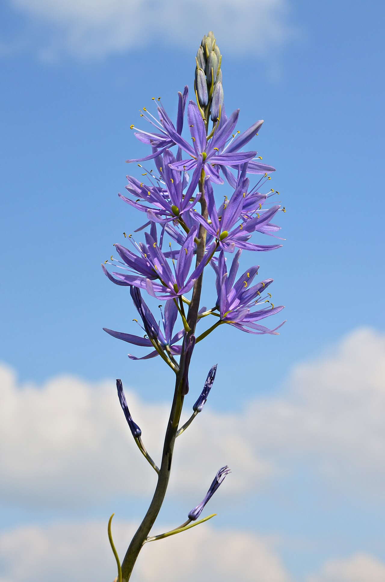 Camassia quamash