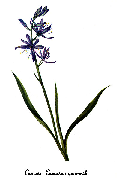Camassia quamash