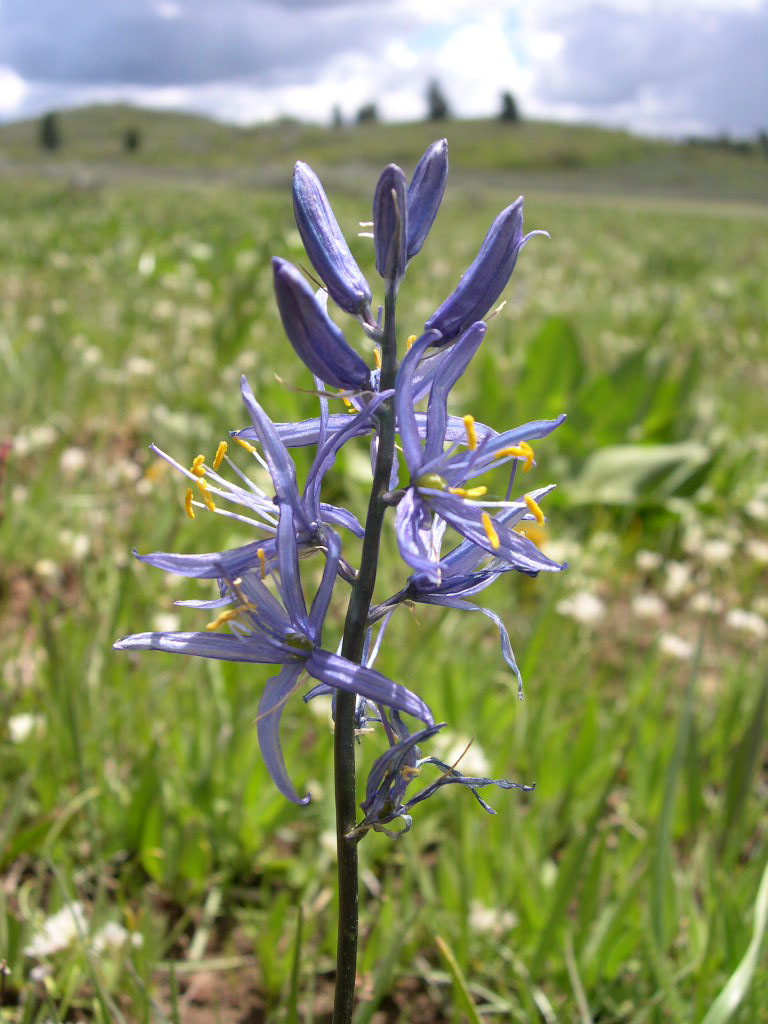 Camassia quamash
